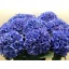 product/img.floraplaza.nl/LHORROYP8-LIVE_fotos-0xAA8F84AE4B0F068794C8ECDDC0B026D070E4B945.jpg