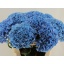 product/img.floraplaza.nl/LHORROYP8-LIVE_fotos-0xAD0FB9A07ED0DCEA3F521E87341F2CAFF38EFF82.jpg