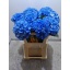 product/img.floraplaza.nl/LHORROYP8-LIVE_fotos-0xF166622A6F74CC76CA65D68BA299AB0C554F6D37.jpg