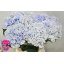product/img.floraplaza.nl/LHORROYS8-LIVE_fotos-0x06D2FE33E1B2C5DC1CDBEA9D6FCC7E08EDBD0299.jpg