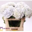 product/img.floraplaza.nl/LHORROYS8-LIVE_fotos-0x2CE5ABA277025012F6CEF4CA3D843A88971C5A2C.jpg