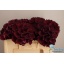 product/img.floraplaza.nl/LHORRUBP5-LIVE_fotos-0xF0C473781CFB24725E7E0993F0DF7AB0F69BC9A9.jpg