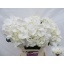 product/img.floraplaza.nl/LHORSCH55-LIVE_fotos-0x8B8E8080ABAA9A1C66101879DAA5B7D7F0192AB1.jpg