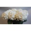 product/img.floraplaza.nl/LHORSCH55-LIVE_fotos-0xAFFCE406ECF187FAEAE480850DBE95D3DF924EB6.jpg