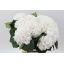 product/img.floraplaza.nl/LHORSCH6-LIVE_fotos-0x163995DD5407F56C27A1E1D7C013E60585E479EA.jpg