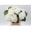 product/img.floraplaza.nl/LHORSCH6-LIVE_fotos-0x18905D8761DC2BBDC42E7F87B4E24567DBC9A587.jpg