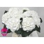 product/img.floraplaza.nl/LHORSCH6-LIVE_fotos-0x8FCAA52E51617ADB8DF6C5C1AB691B2E517031E3.jpg