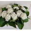 product/img.floraplaza.nl/LHORSCH6-LIVE_fotos-0xB215BC2F69CDDE985235A65BC5011BB995ABC95E.jpg