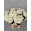 product/img.floraplaza.nl/LHORSCH6-LIVE_fotos-0xDA07200F45D032EA4620D2330D04155166EED8DA.jpg