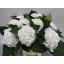 product/img.floraplaza.nl/LHORSCH6-LIVE_fotos-0xE47303D890D7A4A938F86B8868721A3D1AD6D2FE.jpg
