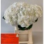 product/img.floraplaza.nl/LHORSCH6-LIVE_fotos-0xE4F2D26DBD3636143C5E5B899DFC3F230BB5FEB2.jpg