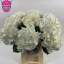 product/img.floraplaza.nl/LHORSCH6-LIVE_fotos-0xEC57D5B42ECD8B94DEE735716FF7AC3A64AF08E6.jpg