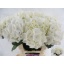 product/img.floraplaza.nl/LHORSCH65-LIVE_fotos-0x2C5D61B68A0119288C18569E08FFDC9CA1541A6E.jpg