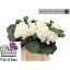 product/img.floraplaza.nl/LHORSCH65-LIVE_fotos-0x2FA7281C94B8F069F2BCFC1A4DF7C00501E092F7.jpg