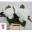 product/img.floraplaza.nl/LHORSCH65-LIVE_fotos-0xA0DD0EFA4643A154AD1F7913A15AAF42178F2BF5.jpg