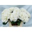product/img.floraplaza.nl/LHORSCH8-LIVE_fotos-0x091F2F21904CEDEEE1EE82C009BD4027535FFB51.jpg