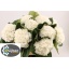 product/img.floraplaza.nl/LHORSCH8-LIVE_fotos-0x0C45E51472BC151690CF384CDB7841BB24FD2927.jpg