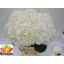 product/img.floraplaza.nl/LHORSCH8-LIVE_fotos-0x2515BE8A1A28A46E5E6B6245FA0DDCFE2E9021A0.jpg