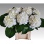 product/img.floraplaza.nl/LHORSCH8-LIVE_fotos-0x2CE09013D3D3718C7F426DBCB7796D3CFDCDD8FA.jpg