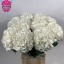 product/img.floraplaza.nl/LHORSCH8-LIVE_fotos-0x3721C6632719044E8552C5E8D4472646CCD2CC03.jpg