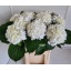product/img.floraplaza.nl/LHORSCH8-LIVE_fotos-0x389AEFC7C5EE63934E91C9C74099DA24129EA1EC.jpg