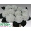 product/img.floraplaza.nl/LHORSCH8-LIVE_fotos-0x3AC4BA9BED2F5B66E9CD24AFC7322840F7EAE1E9.jpg