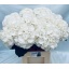 product/img.floraplaza.nl/LHORSCH8-LIVE_fotos-0x44575738E0DC4E86BB197A1958057D75A540929A.jpg