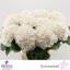 product/img.floraplaza.nl/LHORSCH8-LIVE_fotos-0x459A672480B14AA9D28F2C253260DA72E5BD3867.jpg