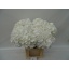 product/img.floraplaza.nl/LHORSCH8-LIVE_fotos-0x72BA38AE3C4BEDF98A29906D10A337AEAFFF2AC8.jpg