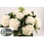 product/img.floraplaza.nl/LHORSCH8-LIVE_fotos-0x8ADCFD6625E80041184666794452DB433E7DE570.jpg