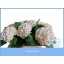 product/img.floraplaza.nl/LHORSCH8-LIVE_fotos-0x8C58D02465AD32E097BBA9E716C70D5978A577B7.jpg