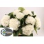 product/img.floraplaza.nl/LHORSCH8-LIVE_fotos-0x906F2D4E38329388FE9D38963D6B8B3A804D26AF.jpg