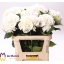 product/img.floraplaza.nl/LHORSCH8-LIVE_fotos-0xA16E6A005FFA88B880C04DBF5F0FC3D3FBE0FC2D.jpg