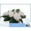 product/img.floraplaza.nl/LHORSCH8-LIVE_fotos-0xBA3B371268CD591C5076BB7FE2F18843191F3194.jpg