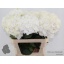 product/img.floraplaza.nl/LHORSCH8-LIVE_fotos-0xBAB31EA7B2AFF9F936890CE01C53E5BA8F96E51F.jpg