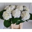 product/img.floraplaza.nl/LHORSCH8-LIVE_fotos-0xC14610086A817560957FDA5CC5A82F7B255938F3.jpg
