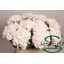 product/img.floraplaza.nl/LHORSCH8-LIVE_fotos-0xC4212AADC9BC7AD526671344400CFD840EB6505D.jpg