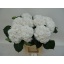 product/img.floraplaza.nl/LHORSCH8-LIVE_fotos-0xC66939A16D3F28497AD7C54A15D08E63D693B679.jpg