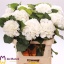 product/img.floraplaza.nl/LHORSCH8-LIVE_fotos-0xC77B4A7581500BA25C677E2569A70FED2E64DA53.jpg