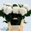 product/img.floraplaza.nl/LHORSCH8-LIVE_fotos-0xD6C9A9EFAC21D37410C0082C614D9C575A7A6600.jpg