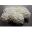 product/img.floraplaza.nl/LHORSCH8-LIVE_fotos-0xEB9AC9AA7A73697BCDF1FFD0613FFCE5C71339CE.jpg