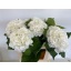 product/img.floraplaza.nl/LHORSCH8-LIVE_fotos-0xEC73AE4FAD115AE6629ED9C36283C72F7DA5C15C.jpg