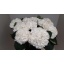 product/img.floraplaza.nl/LHORSCH8-LIVE_fotos-0xEE65B319D3D947EABA94AF57D4479B49A8C41627.jpg