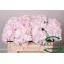 product/img.floraplaza.nl/LHORSWVER5-LIVE_fotos-0x140981AAF61DE4F52602A0A539C61557FF403656.jpg