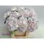 product/img.floraplaza.nl/LHORSWVER5-LIVE_fotos-0x67E681F6204CB647E28DF16473970F8196CFB1EB.jpg
