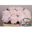product/img.floraplaza.nl/LHORSWVER5-LIVE_fotos-0xEA5CA57345CDB42288621D24174200405C7B1581.jpg