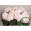 product/img.floraplaza.nl/LHORSWVER6-LIVE_fotos-0x98FBC28693DFEF8B30CE494E34F279338C682EE0.jpg