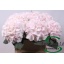 product/img.floraplaza.nl/LHORSWVER8-LIVE_fotos-0x2EC27270227687D9FB535CB94DC431EFE46BB14F.jpg