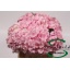 product/img.floraplaza.nl/LHORVER4-LIVE_fotos-0x349A179101C6F6F89CA0D41B2C2183E38F896FF6.jpg