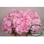 product/img.floraplaza.nl/LHORVER4-LIVE_fotos-0x8B0BDD312450C28DA5C503E23B3ABF0037DB960D.jpg